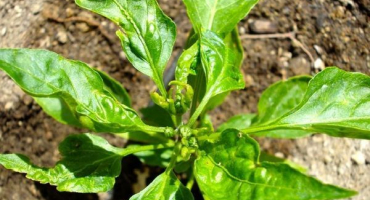 Správná léčba nemocí pepře ve skleníku, kontrolní opatření